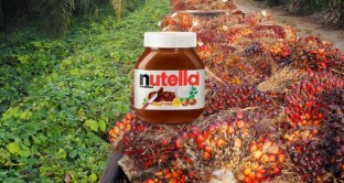 Ferrero continuerà ad usare l'olio di palma per i suoi prodotti, tra cui Nutella. Si tratta di un problema di costi? Ecco qualche dato.