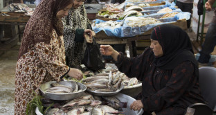 La crisi del pesce in Egitto spinge il governo a imporre dazi sulle esportazioni, mentre l'Italia e il resto d'Europa non ne hanno a sufficienza per i loro consumi interni. 