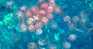 I cambiamenti climatici hanno portato le meduse nelle nostre acque, come evitare questo pericolo?