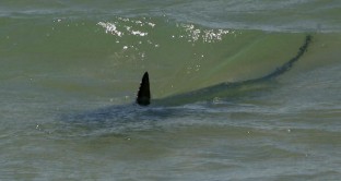 Avvistati due squali vicino alle spiagge di Ostia: è psicosi tra i bagnanti anche se gli esperti dicono che non c'è pericolo.