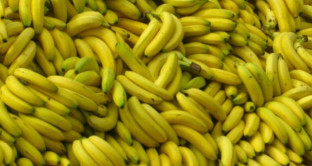 Perdere peso: arriva la dieta Morning Banana che fa perdere fino a 4 chili in pochi giorni, insieme a quella di Montignac.