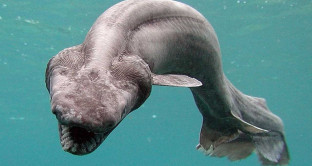 In Portogallo catturato uno strano squalo simile ad un serpente, il suo nome è 