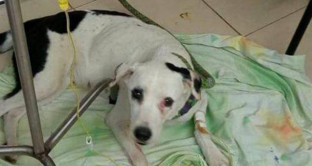 Si è lasciato morire Nube Viajera, il cane abbandonato in Colombia che ha commosso un'intera nazione. Era stato abbandonato due mesi fa.