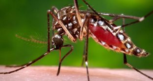 Febbre Dengue sintomi
