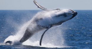 Il massacro delle balene sta per avere inizio, Islanda pronta a cacciare 2130 esemplari nei prossimi 5 anni.