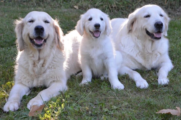 bonus animali