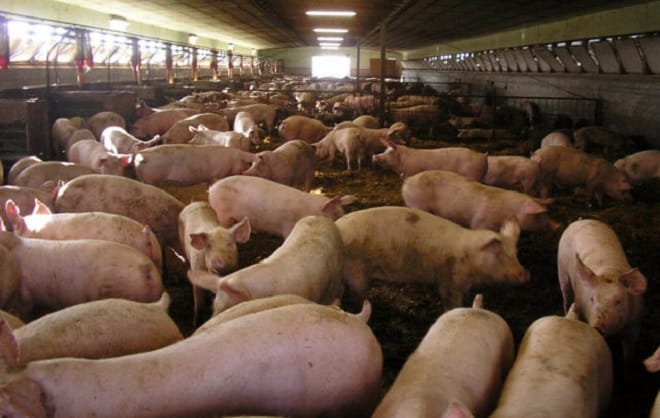 Indagini di una associazione animalista e una denuncia alle autorità competenti: ecco cosa succede negli stabilimenti del Prosciutto di Parma.
